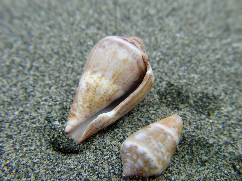 Conus mediterraneus